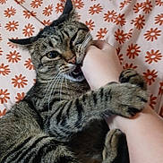 Yuki joined the competition — help win amazing prizes! cat, tabby, pet, animal, playful, bite, paw, bed, blanket, floral_pattern, human_arm, indoor, closeup, fur, whiskers, claws, sleeping_area, cute, affectionate, mischievous