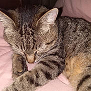 Breezy joined the competition — help win amazing prizes! cat, tabby, sleeping, close_up, fur, whiskers, paw, relaxation, indoor, pet, animal, mammal, cute, cozy, resting, soft, blanket, feline, peaceful, domestic