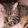 cat, tabby, sleeping, close_up, fur, whiskers, paw, relaxation, indoor, pet, animal, mammal, cute, cozy, resting, soft, blanket, feline, peaceful, domestic