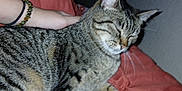 Breezy joined the competition — help win amazing prizes! cat, tabby, petting, hand, bracelet, bedspread, orange, indoor, sleepy, feline, whiskers, tail, comfort, relaxed, domestic_animal, fur, striped, cute, resting, cozy