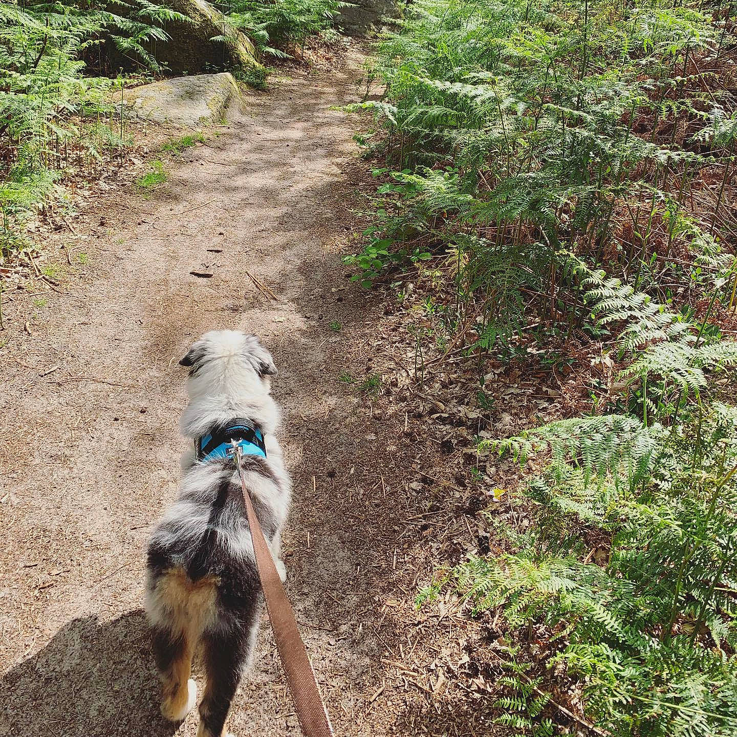 Punch participe au concours pour gagner de l'argent avec cette photo : adventure, canidae, carnivore, dog, dog_breed, dog_walking, leash, plant, sporting_group, tail, trail, tree, walking