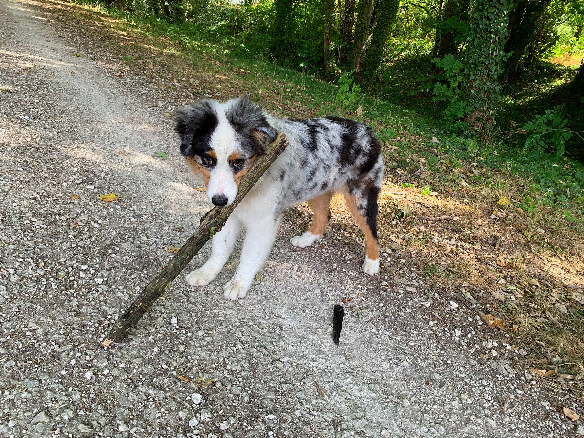 Punch participe au concours pour gagner de l'argent avec cette photo : australian_collie, australian_shepherd, border_collie, canidae, carnivore, companion_dog, dog, dog_breed, herding_dog, koolie, mammal, miniature_australian_shepherd, rare_breed_dog, sporting_group, texas_heeler, welsh_sheepdog, working_dog