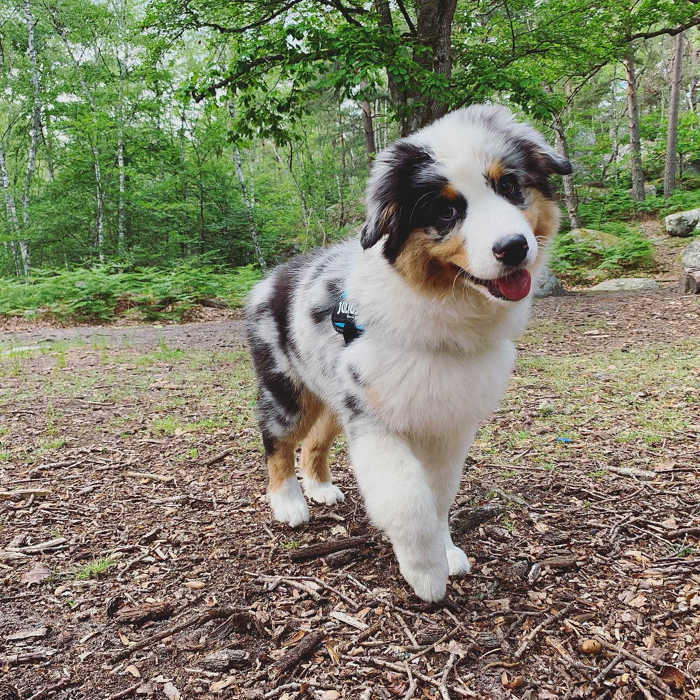 Punch participe au concours pour gagner de l'argent avec cette photo : australian_collie, australian_shepherd, bucovina_shepherd_dog, canidae, carnivore, companion_dog, dog, dog_breed, english_shepherd, herding_dog, mammal, miniature_australian_shepherd, pyrenean_mastiff, rare_breed_dog, sporting_group, tornjak, vertebrate, working_dog