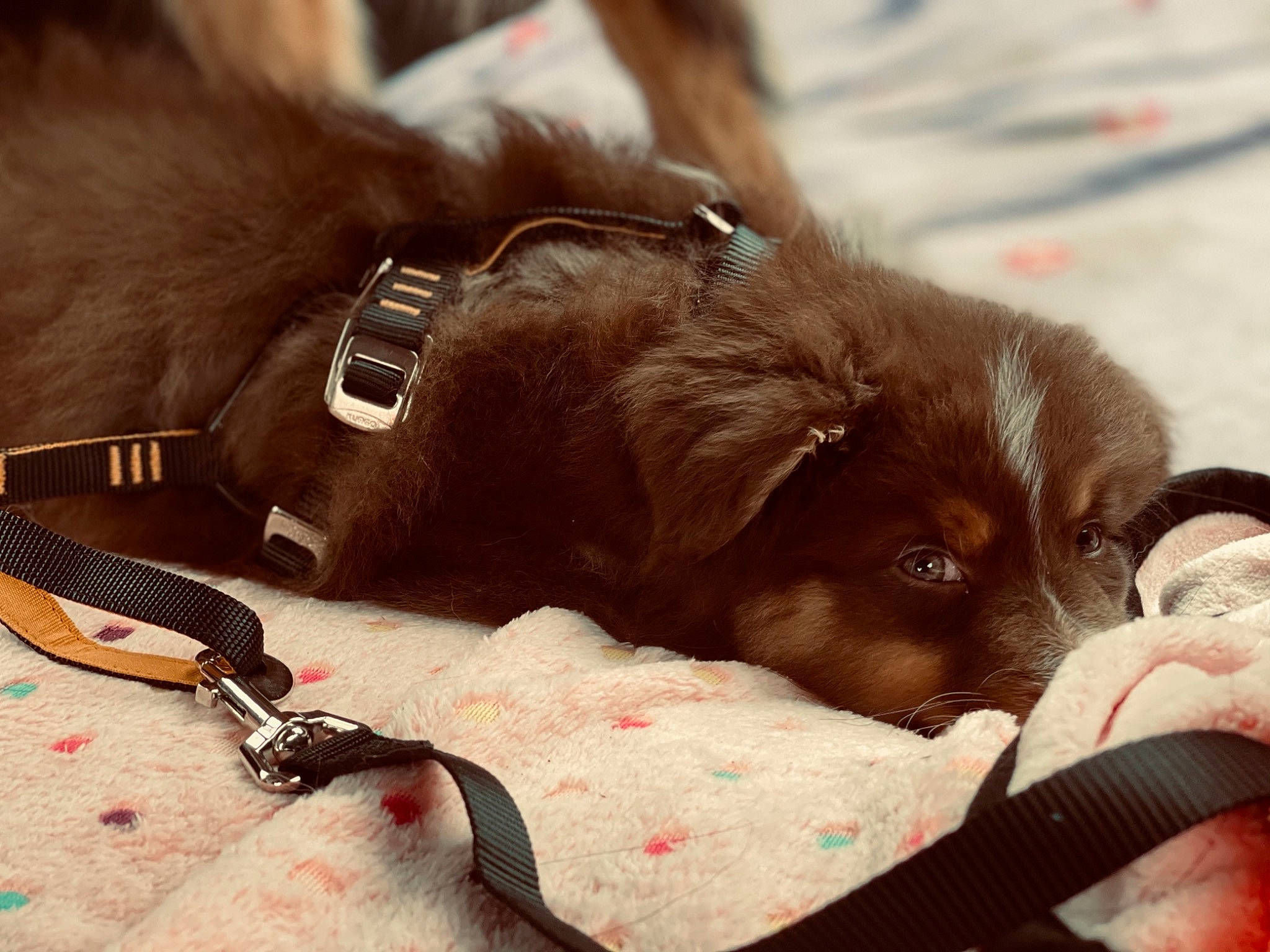 Rafale participe au concours pour gagner de l'argent avec cette photo : bag, baggage, carnivore, collar, comfort, communication_device, companion_dog, dog, dog_breed, dog_collar, fashion_accessory, fawn, fur, leash, liver, pet_supply, snout, strap, whiskers, working_animal