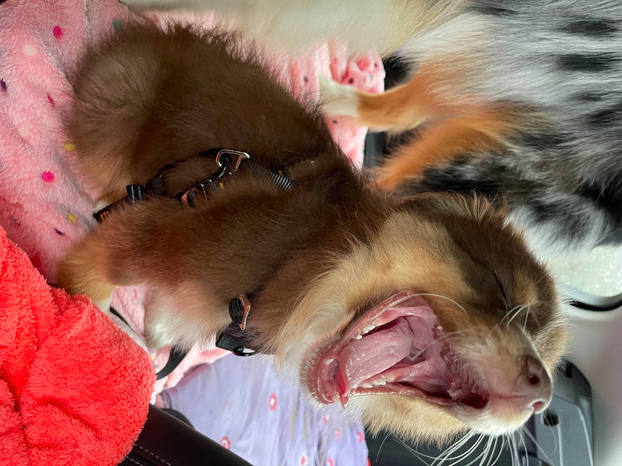 Rafale a rejoint le concours — aidez-le/la à gagner de superbes lots ! carnivore, claw, close_up, comfort, companion_dog, dog_breed, fang, fawn, felidae, fur, jaw, liver, paw, small_to_medium_sized_cats, snout, terrestrial_animal, tooth, whiskers, wildlife, yawn