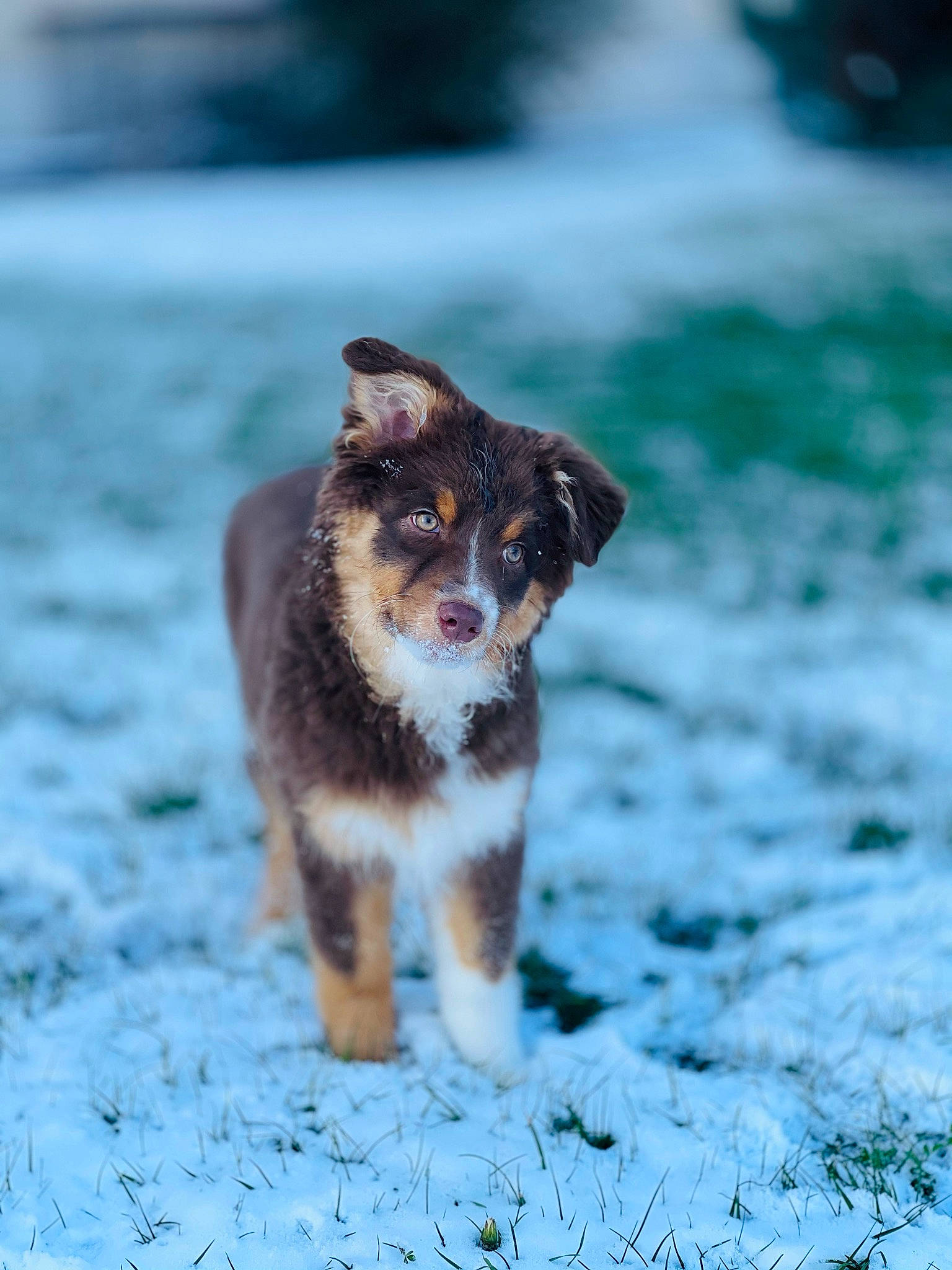 Rafale participe au concours pour gagner de l'argent avec cette photo : canidae, carnivore, companion_dog, dog, dog_breed, freezing, fur, grass, plant, snout, snow, sporting_group, tail, terrestrial_animal, whiskers, wildlife, winter, working_dog