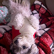 Kota is registered to the contest to win money with this photo: animal, black, blanket, canine, companion, cozy, cute, dog, fluffy, fur, indoor, pet, plush, red, relaxed, resting, soft, sweater, upside_down, white