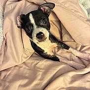 Bella is registered to the contest to win money with this photo: puppy, dog, blanket, pink, snuggling, cute, pet, animal, indoor, soft, fur, ears, face, young, small, cozy, looking_up, adorable, comfort, resting