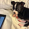 animal, bed, black_and_white, blanket, cozy, cute, dog, fur, indoor, looking, lying_down, pet, pink_paws, portrait, puppy, resting, small, soft, tablet, young