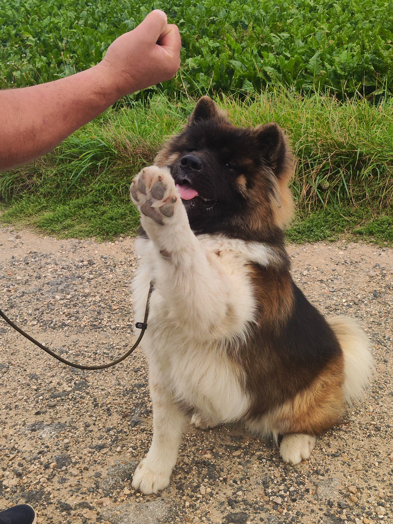 Toshi participe au concours pour gagner de l'argent avec cette photo : carnivore, collar, companion_dog, dog, dog_breed, fawn, fur, grass, leash, mammal, paw, pet_supply, plant, soil, sporting_group, tail, terrestrial_animal, vertebrate, working_animal, working_dog