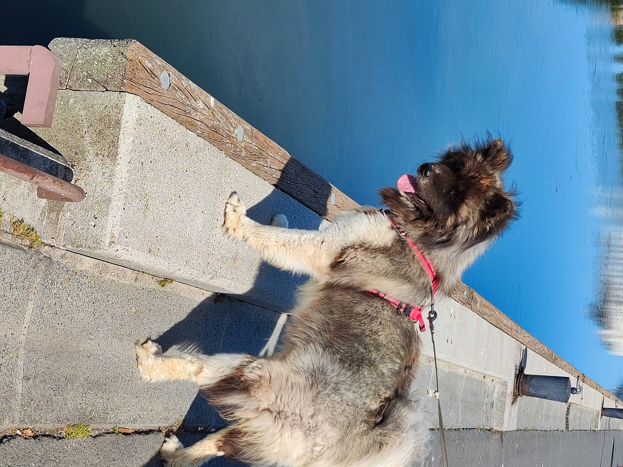 Riesi a rejoint le concours — aidez-le/la à gagner de superbes lots ! canidae, carnivore, collar, companion_dog, concrete, dog, dog_breed, dog_collar, fawn, fur, leash, pet_supply, schnauzer, sky, sporting_group, standard_schnauzer, tree, water, wood, working_animal