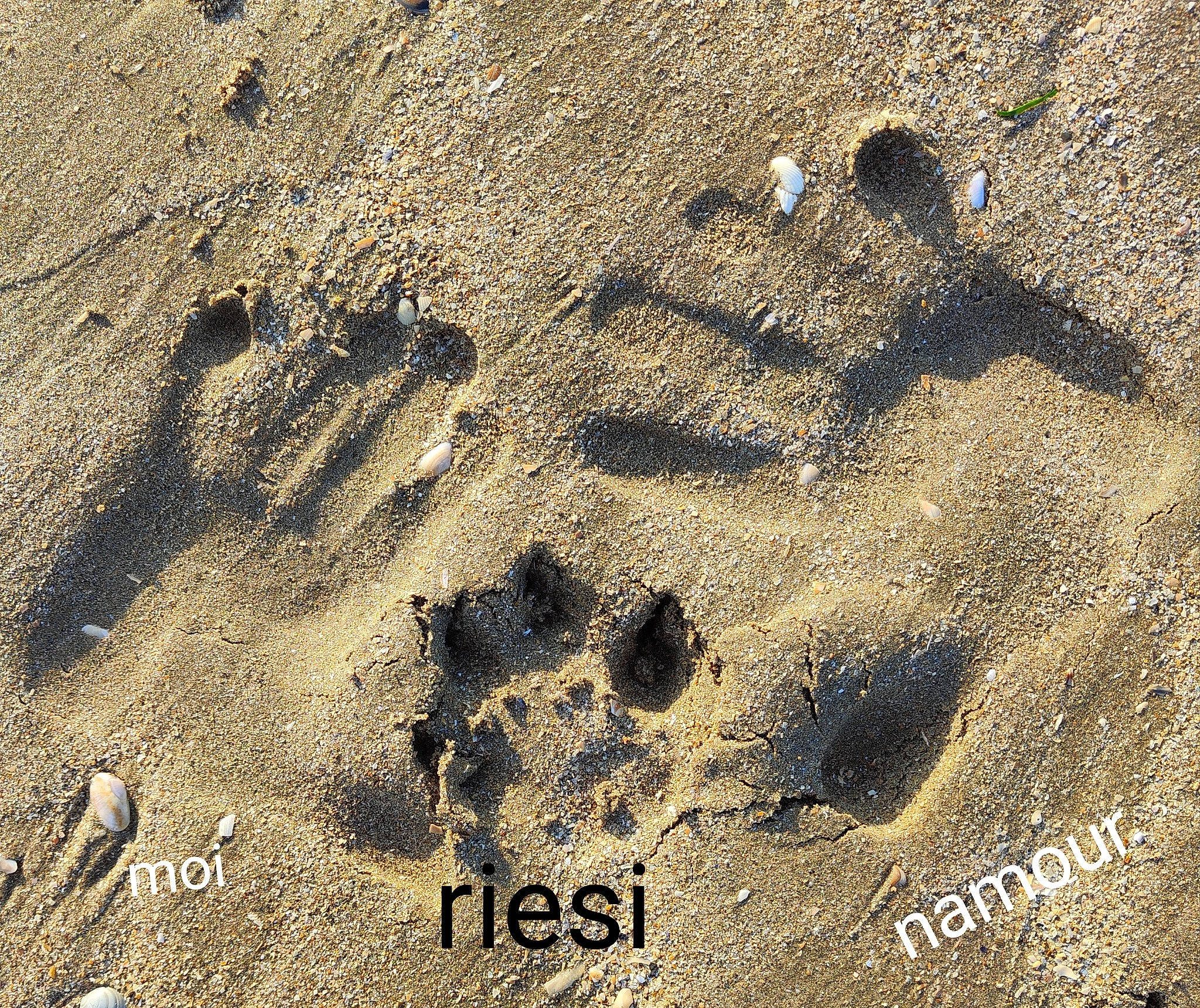 Riesi participe au concours pour gagner de l'argent avec cette photo : beach, circle, font, footprint, geology, rock, sand, shadow, soil