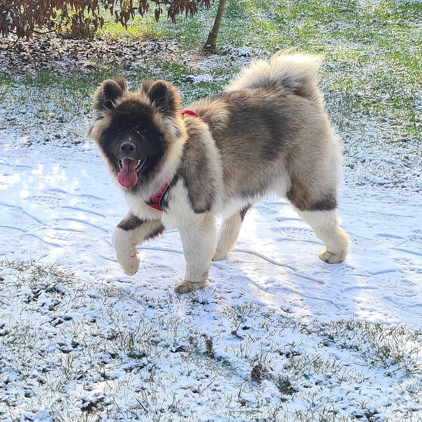 Riesi participe au concours pour gagner de l'argent avec cette photo : ancient_dog_breeds, canidae, carnivore, companion_dog, dog, dog_breed, fawn, fur, non_sporting_group, snout, snow, sporting_group, tail, terrestrial_animal, tree, water, wildlife, winter, working_animal, working_dog