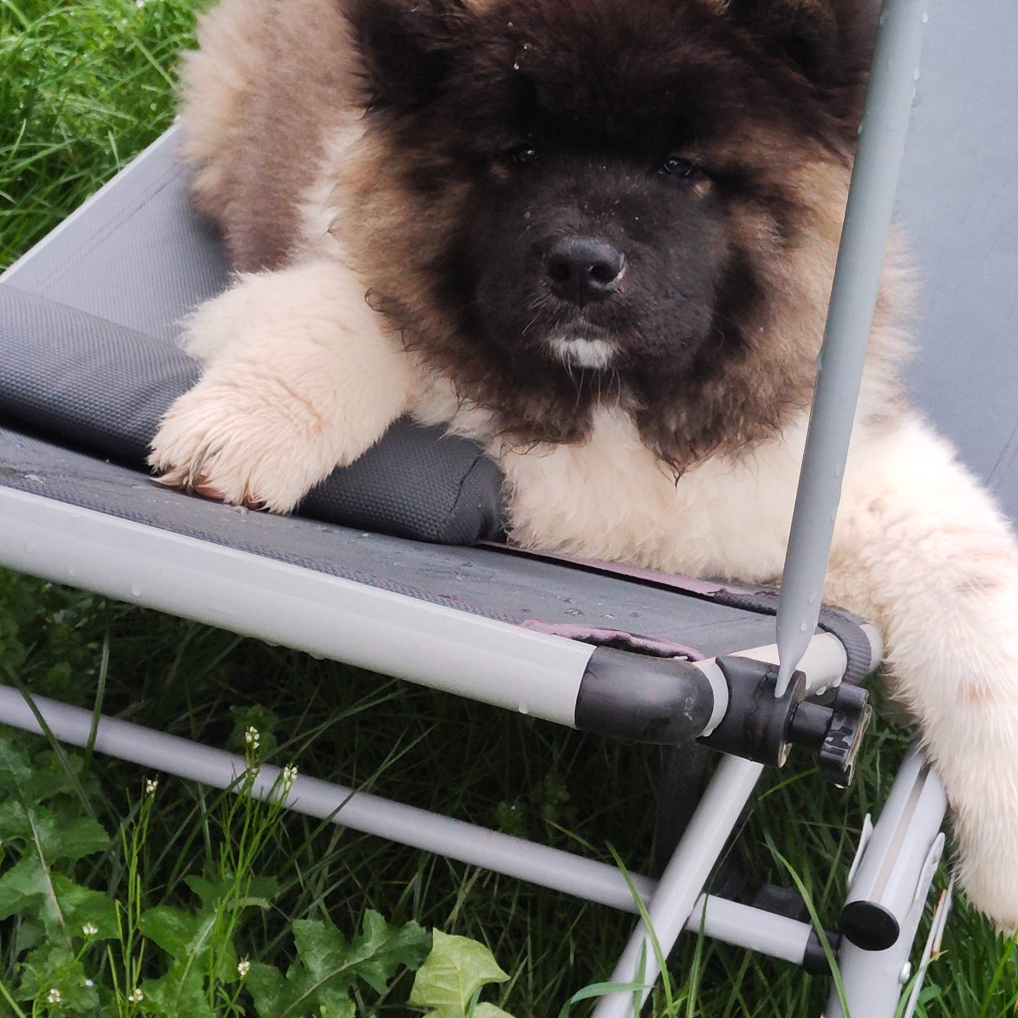 Toshi participe au concours pour gagner de l'argent avec cette photo : ancient_dog_breeds, canidae, carnivore, chair, collar, companion_dog, dog, dog_breed, firefighter, fur, grass, non_sporting_group, outdoor_furniture, plant, snout, sporting_group, terrestrial_animal, toy_dog, working_animal, working_dog