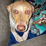 Harley is registered to the contest to win money with this photo: blanket, brown_fur, canine, close_up, couch, cozy, curious, dog, ears, face, furniture, home, indoor, looking_at_camera, nose, paws, pet, red_eye, texture, white_fur