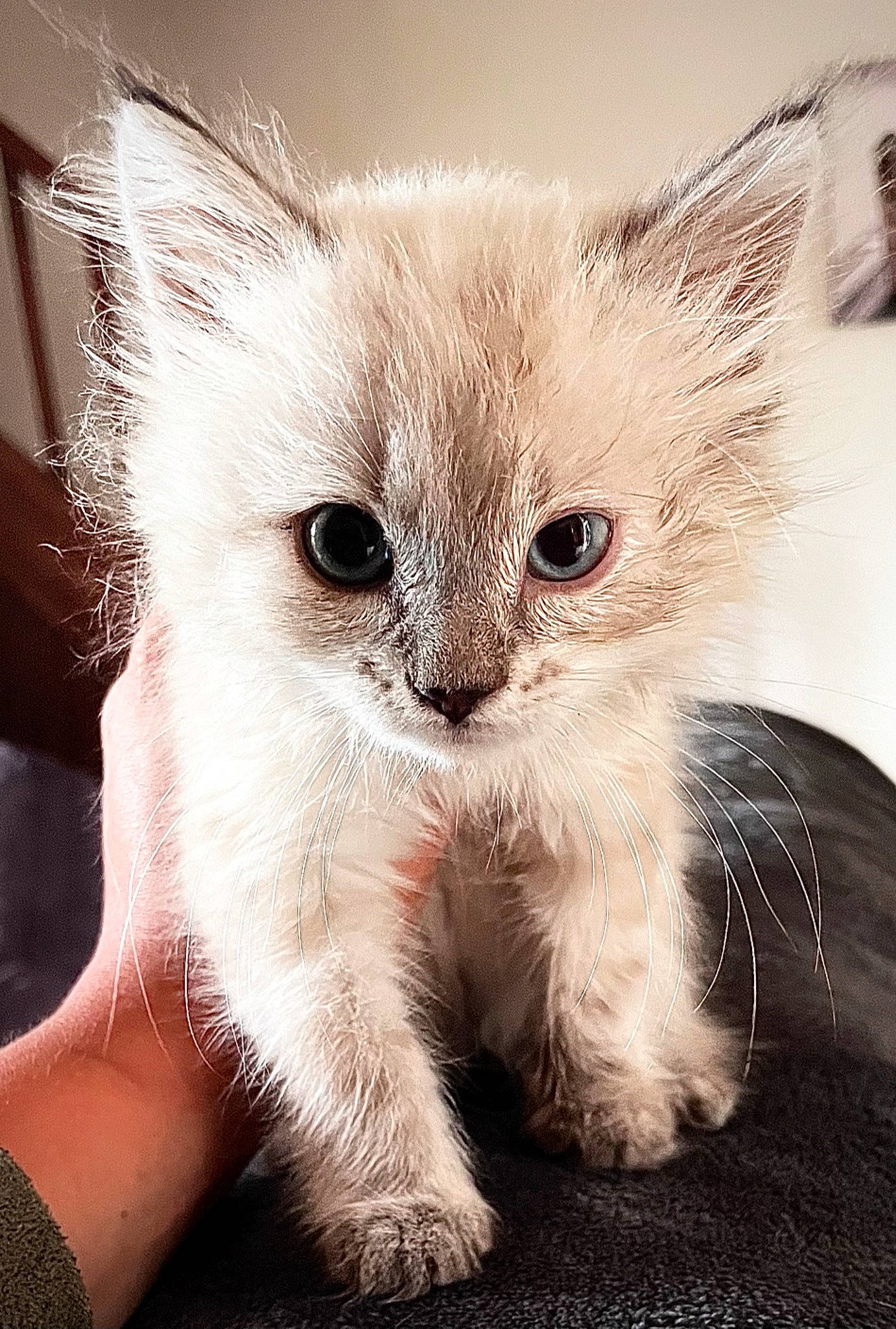 Kaline participe au concours pour gagner de l'argent avec cette photo : birman, carnivore, cat, claw, comfort, domestic_short_haired_cat, ear, fawn, felidae, fur, paw, photo_caption, small_to_medium_sized_cats, snout, tail, terrestrial_animal, whiskers