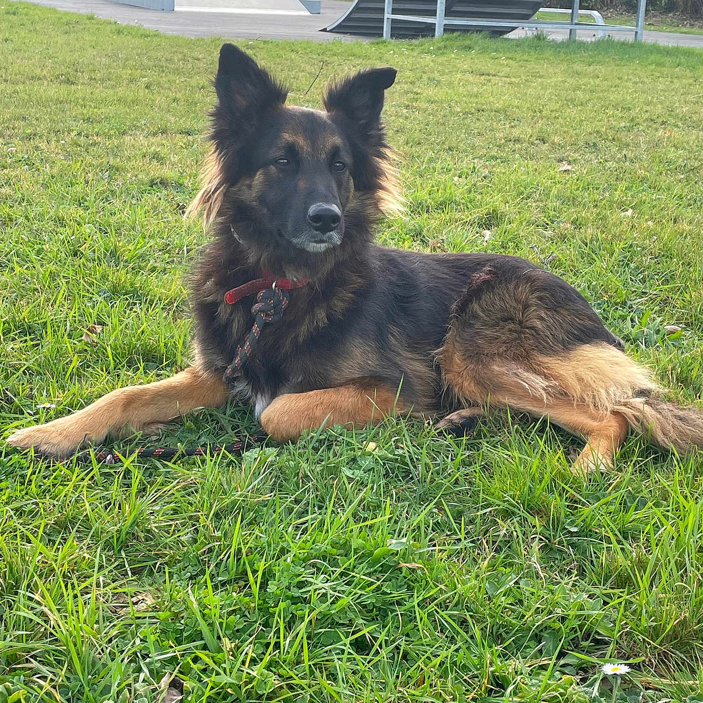 Rocket a rejoint le concours — aidez-le/la à gagner de superbes lots ! alert, animal, canine, collar, daylight, dog, ears, field, fur, grass, leash, nature, outdoor, park, pet, quiet, ramp, resting, skatepark, summer