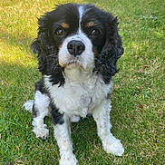 Haston a rejoint le concours — aidez-le/la à gagner de superbes lots ! dog, black_and_white, grass, outdoor, pet, canine, sitting, fur, animal, nature, cute, ears, nose, eyes, daylight, portrait, mammal, friendly, calm, companion