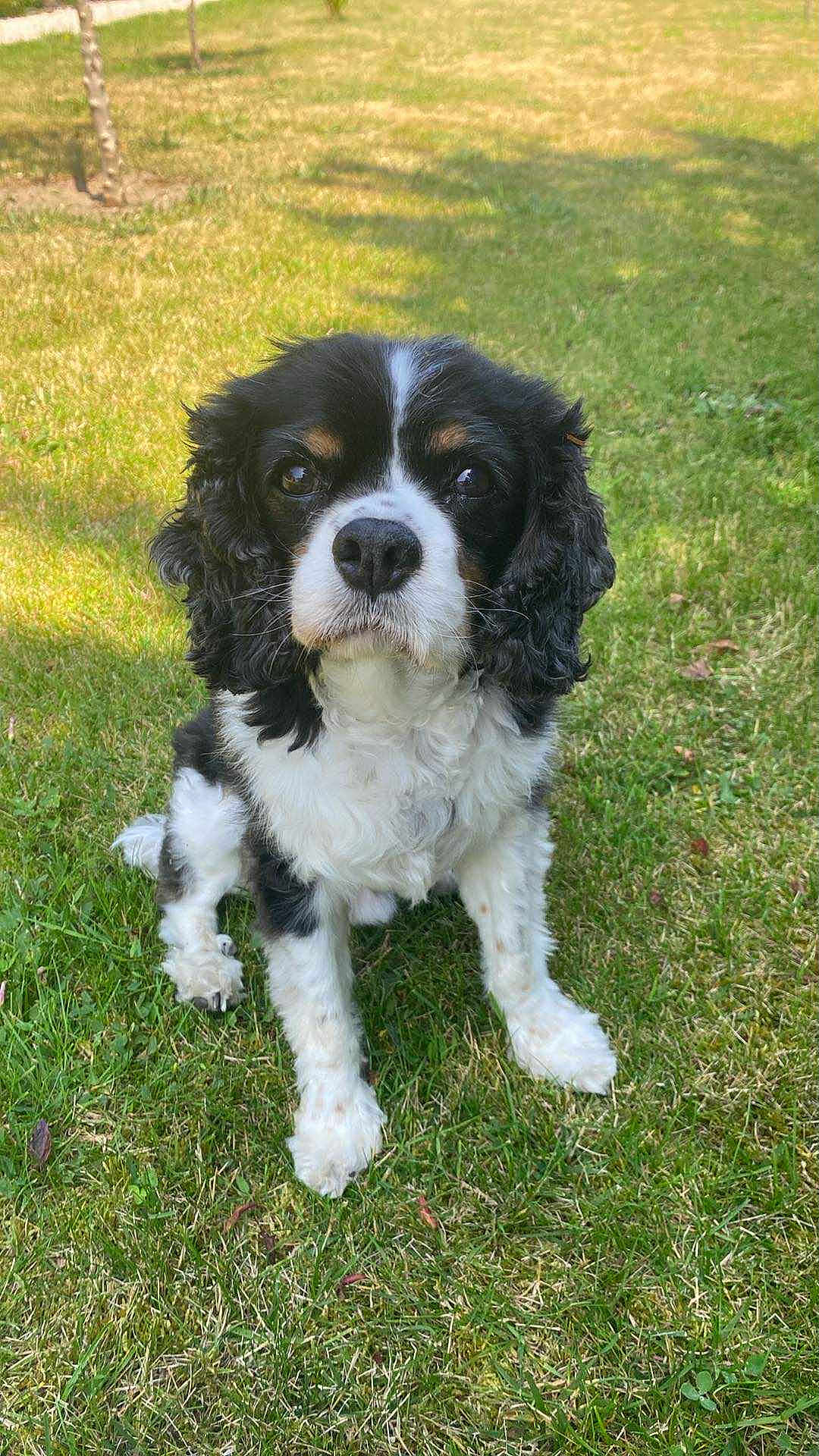 Haston a rejoint le concours — aidez-le/la à gagner de superbes lots ! dog, black_and_white, grass, outdoor, pet, canine, sitting, fur, animal, nature, cute, ears, nose, eyes, daylight, portrait, mammal, friendly, calm, companion