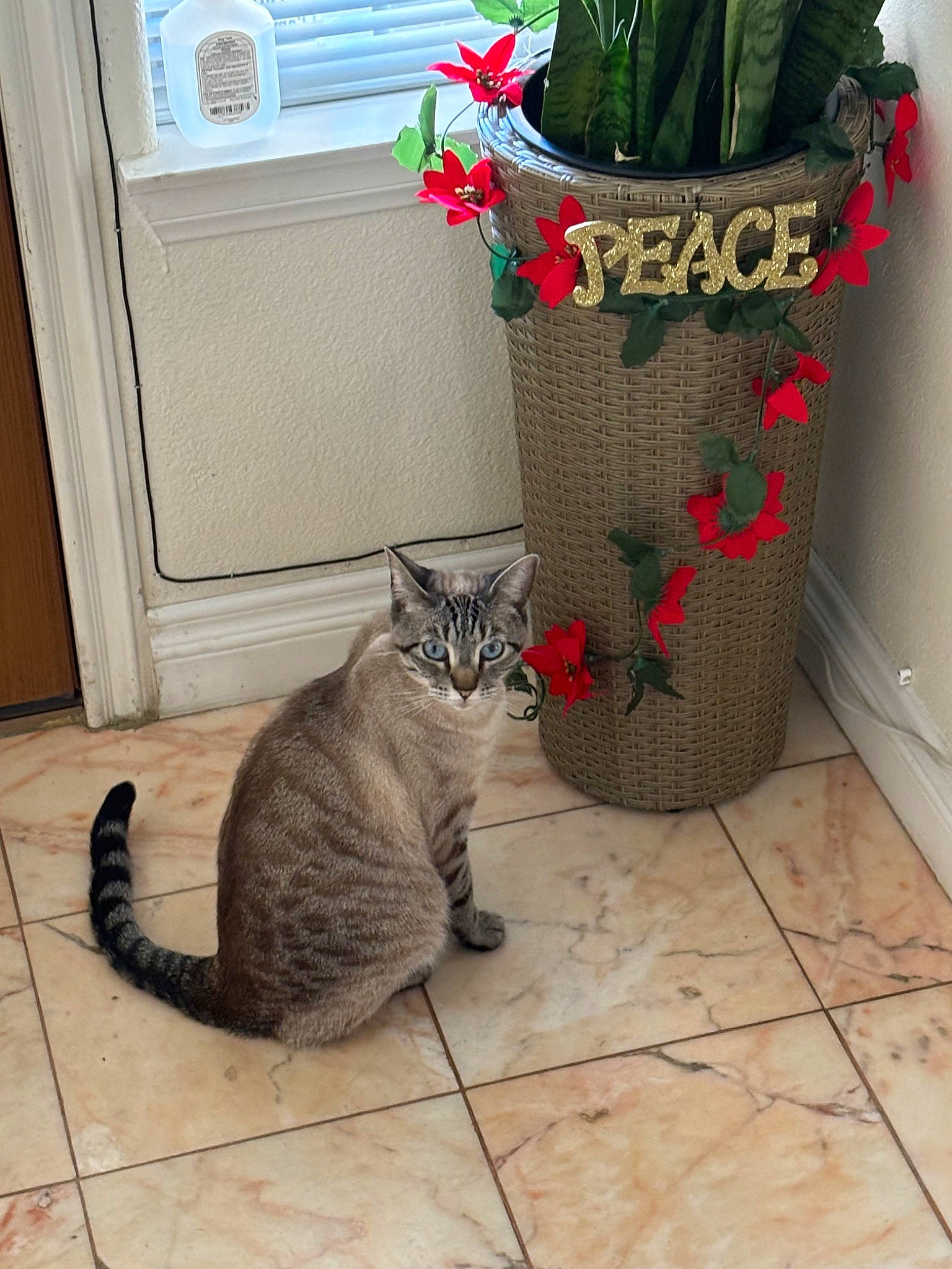 Tuffu is registered to the contest to win money with this photo: carnivore, cat, comfort, domestic_short_haired_cat, fawn, felidae, flooring, flower, flowerpot, fur, grey, houseplant, paw, plant, small_to_medium_sized_cats, tail, whiskers, window, window_blind, wood