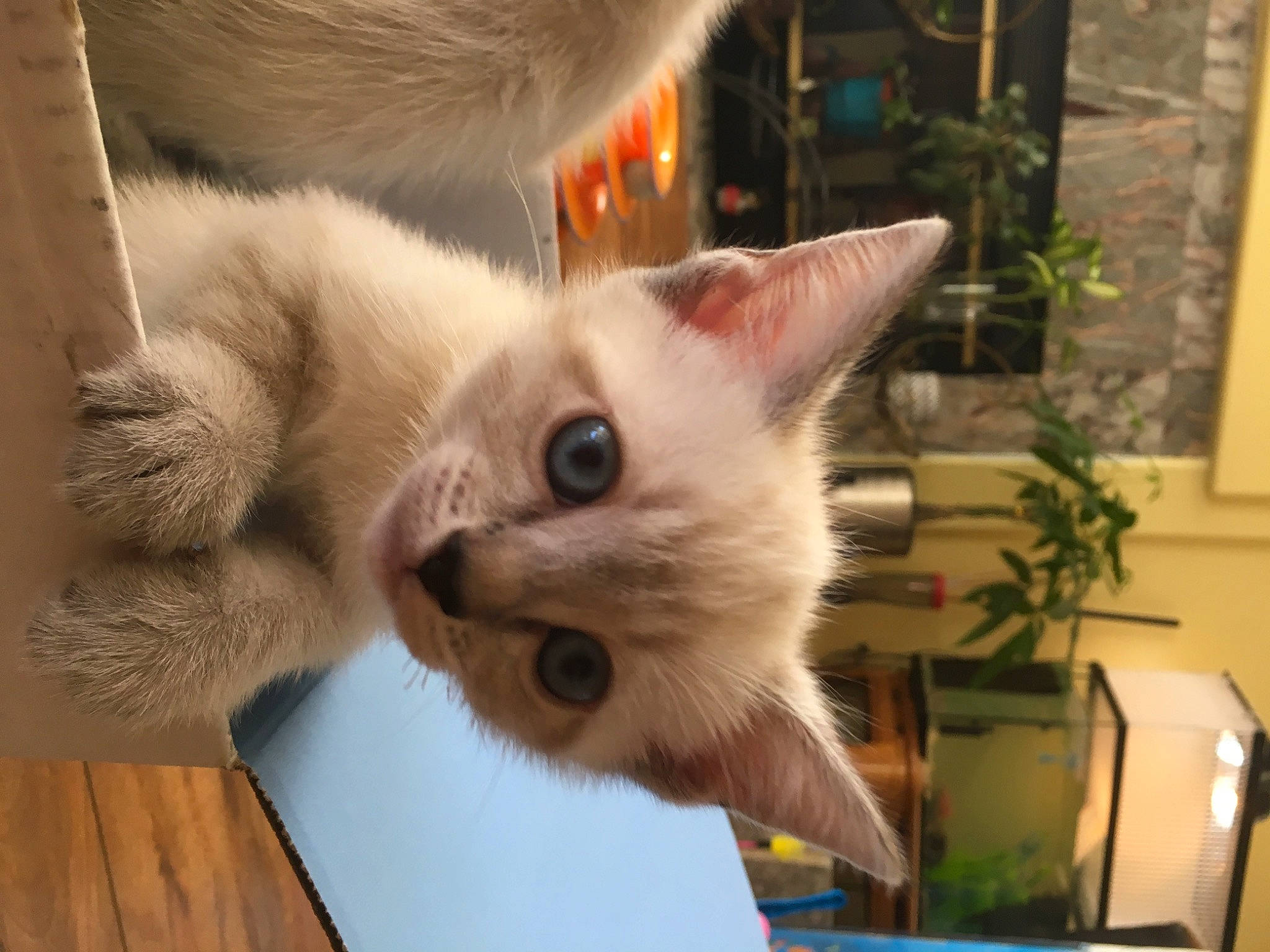 Tuffu is registered to the contest to win money with this photo: balinese, carnivore, cat, domestic_short_haired_cat, fawn, felidae, flowerpot, fur, houseplant, paw, picture_frame, plant, ragdoll, small_to_medium_sized_cats, snout, tail, thai, whiskers, window, wood