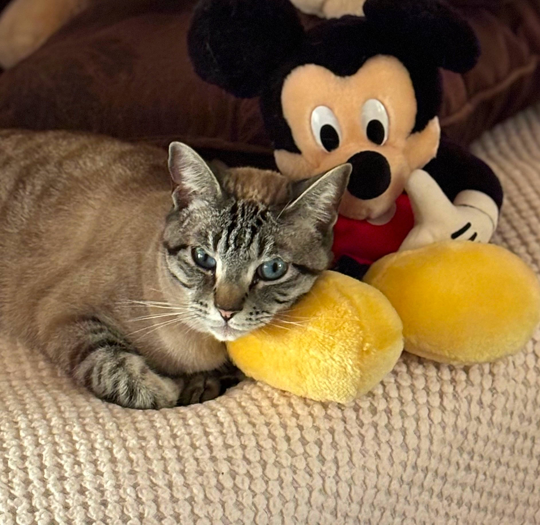 Tuffu is registered to the contest to win money with this photo: carnivore, cat, comfort, costume_hat, domestic_short_haired_cat, felidae, fruit, fur, happy, mammal, paw, plush, sitting, small_to_medium_sized_cats, snout, stuffed_toy, tail, toy, vertebrate, whiskers