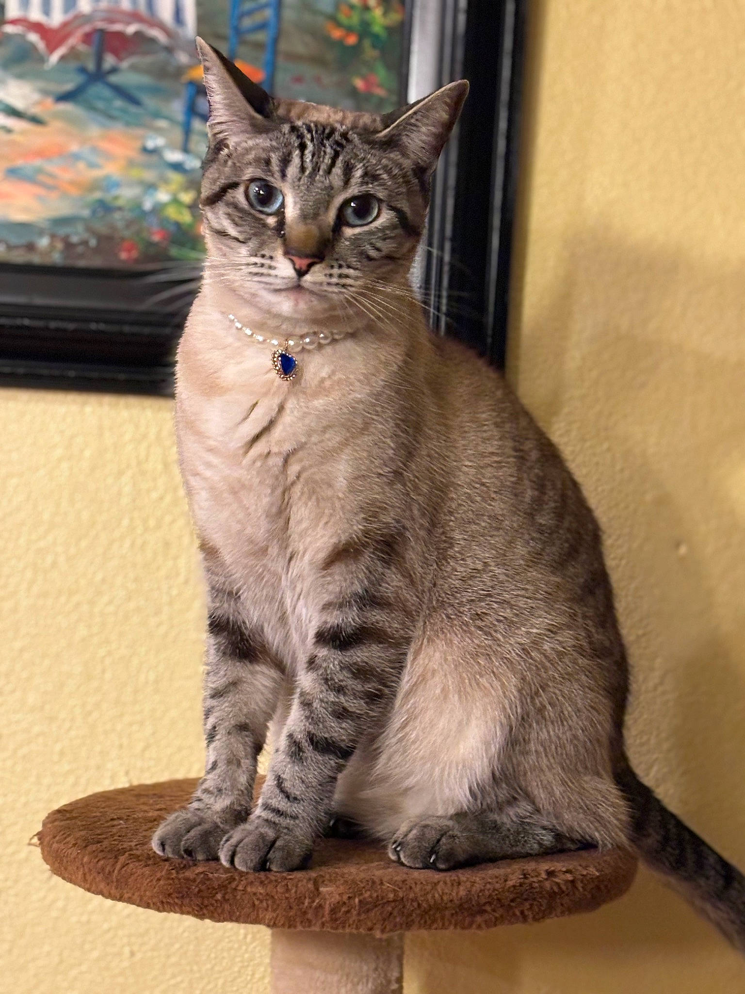 Tuffu is registered to the contest to win money with this photo: carnivore, cat, domestic_short_haired_cat, felidae, fur, rectangle, sitting, small_to_medium_sized_cats, snout, tail, terrestrial_animal, whiskers, wildlife