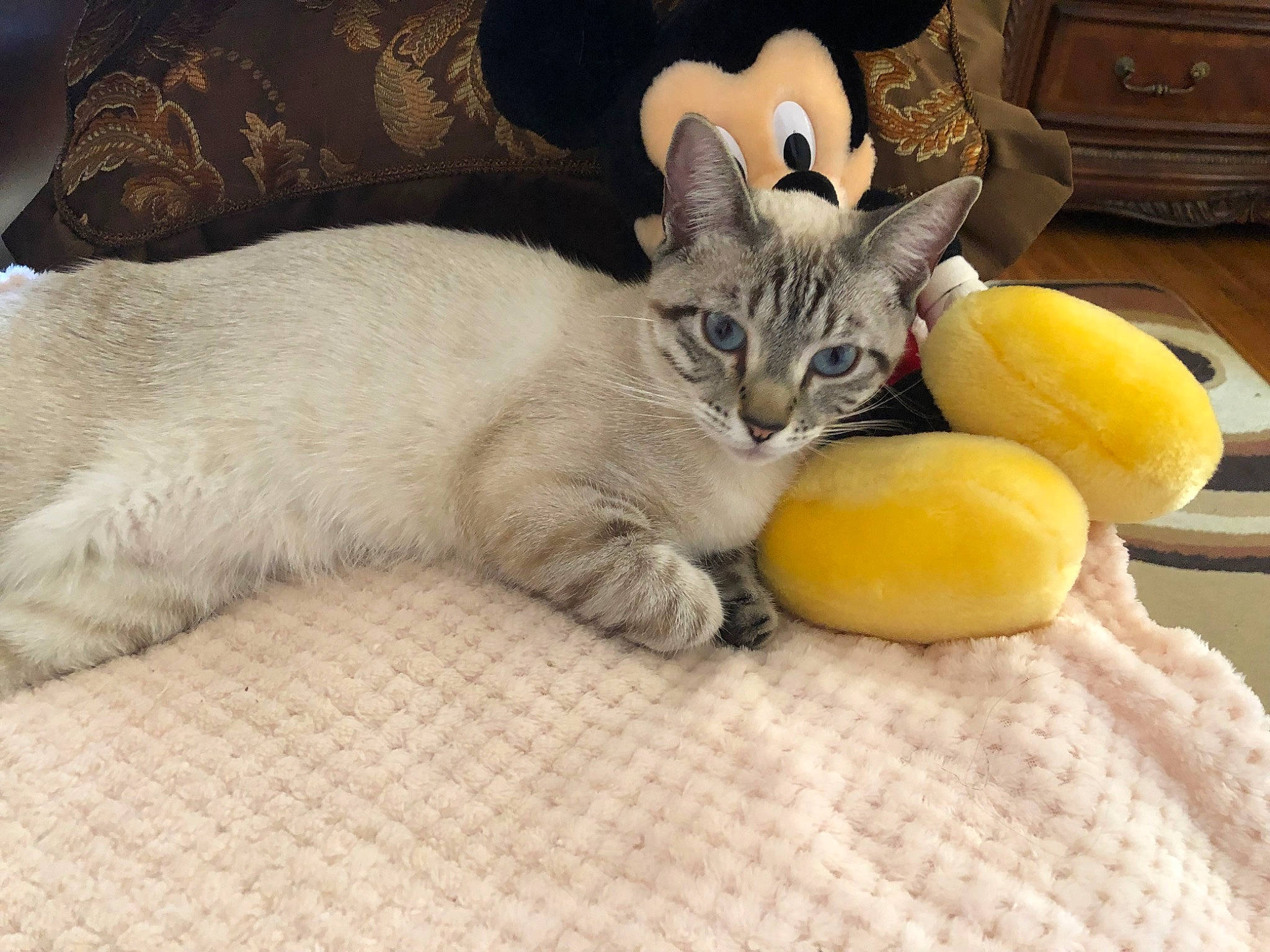 Tuffu joined the competition — help win amazing prizes! carnivore, cat, cat_supply, citric_acid, citron, citrus, claw, comfort, domestic_short_haired_cat, felidae, ingredient, key_lime, lemon, meyer_lemon, natural_foods, paw, small_to_medium_sized_cats, sweet_lemon, tail, whiskers