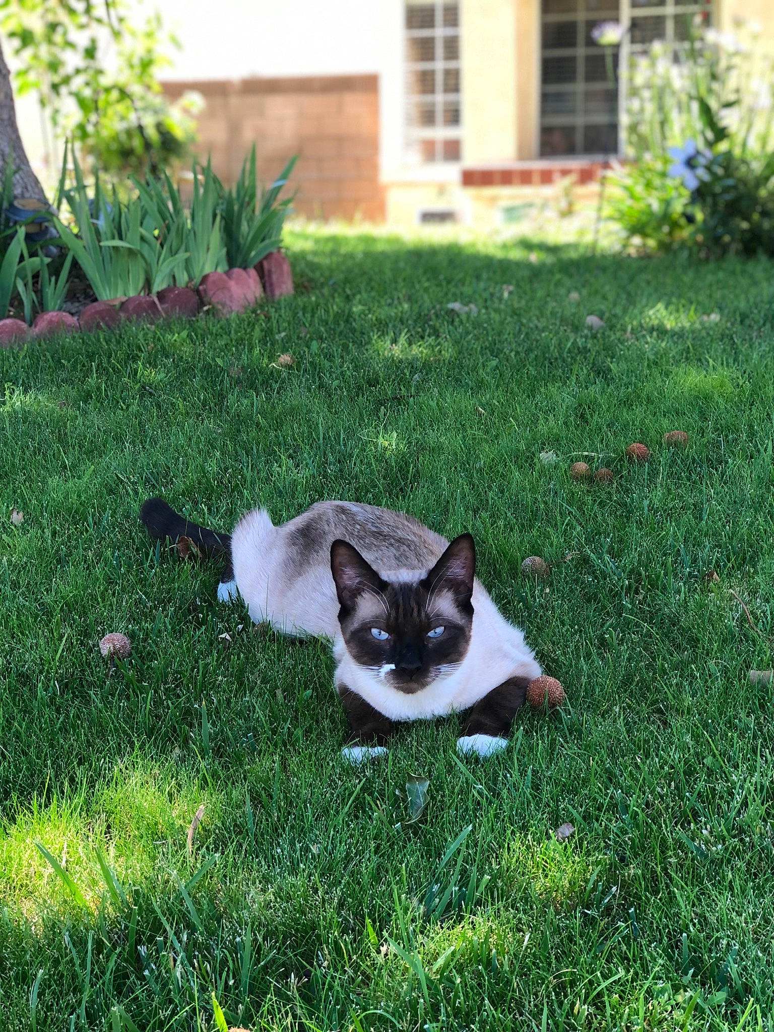 Pharaoh is registered to the contest to win money with this photo: canidae, carnivore, cat, companion_dog, dog_breed, domestic_short_haired_cat, fawn, felidae, fur, garden, grass, groundcover, plant, siamese, small_to_medium_sized_cats, snout, tail, whiskers, wildlife, window