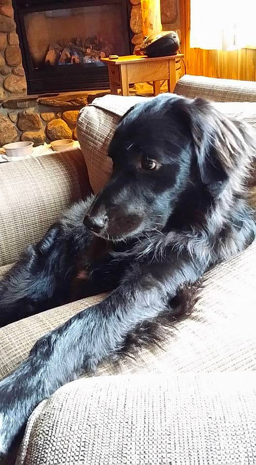 Hopscotch joined the competition — help win amazing prizes! borador, carnivore, chair, comfort, companion_dog, couch, dog, dog_breed, flooring, fur, gun_dog, living_room, mammal, pillow, sitting, snout, sporting_group, whiskers, wood, working_animal