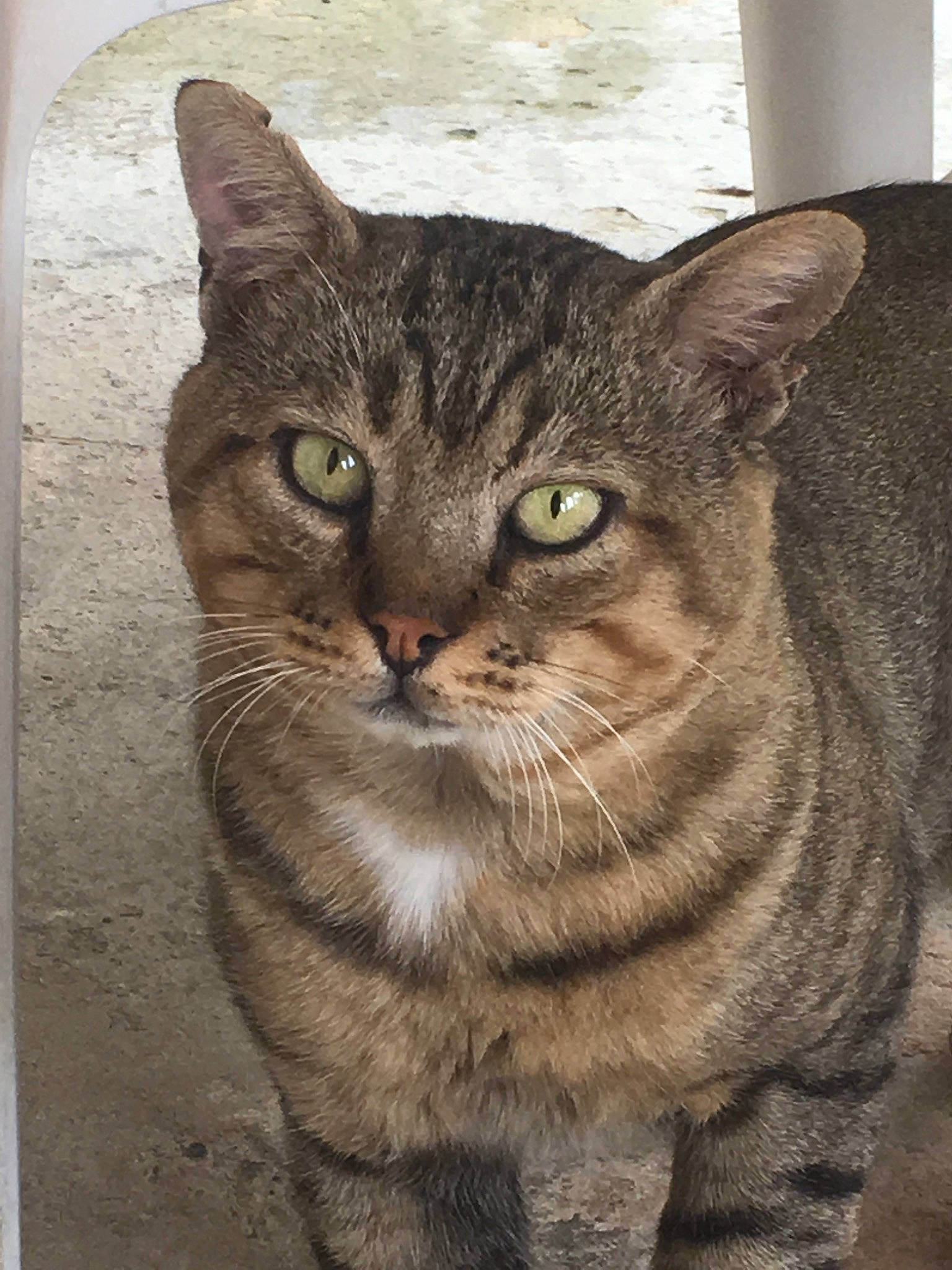 Tigrou participe au concours pour gagner de l'argent avec cette photo : aegean_cat, american_shorthair, asian, australian_mist, california_spangled, carnivore, cat, domestic_short_haired_cat, dragon_li, european_shorthair, felidae, mammal, ocicat, small_to_medium_sized_cats, snout, sokoke, tabby_cat, vertebrate, whiskers, wild_cat