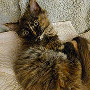 Princess joined the competition — help win amazing prizes! kitten, cat, tortoiseshell, fluffy, fur, pet, animal, cute, lying_down, blanket, texture, indoor, cozy, small, mammal, whiskers, ears, eyes, resting, curious