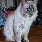 Mimou a rejoint le concours — aidez-le/la à gagner de superbes lots ! cat, blue_eyes, fluffy, indoor, wooden_table, pet, feline, sitting, close_up, domestic_animal, whiskers, fur, cute, animal, table, household, calm, looking_away, soft_light, cozy