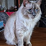 cat, blue_eyes, fluffy, indoor, wooden_table, pet, feline, sitting, close_up, domestic_animal, whiskers, fur, cute, animal, table, household, calm, looking_away, soft_light, cozy