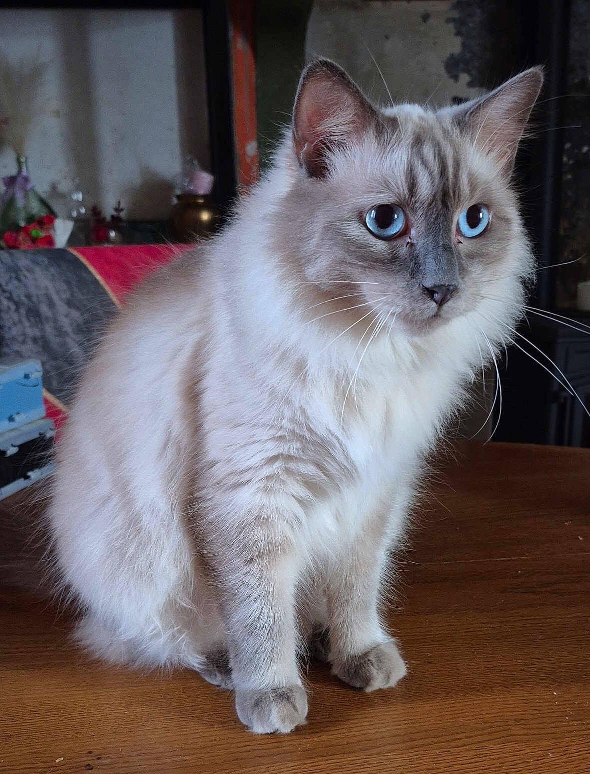 Mimou