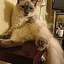 angora, animal, architecture, building, cat, chair, computerhardware, cup, electronics, furniture, hardware, kitten, lamp, monitor, pet, screen, siamese, tablelamp, tv, wood