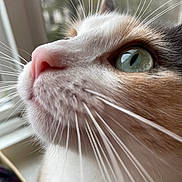 Lilly is registered to the contest to win money with this photo: cat, close_up, whiskers, nose, green_eye, fur, window, indoor, pet, animal, curious, face, profile, soft_light, nature_view, domestic, mammal, calm, cute, feline