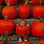 Bryce is registered to the contest to win money with this photo: baby, pumpkin, orange, stairs, wood, fall, autumn, cute, child, plant, nature, seasonal, harvest, funny, expression, socks, clothing, outdoor, decoration, festival