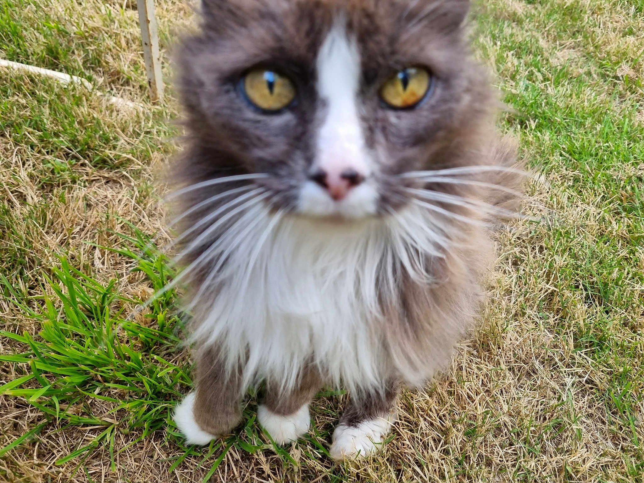 Oliver