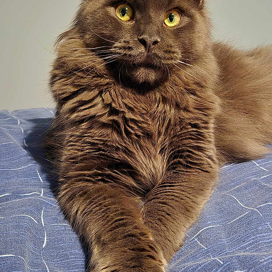 Ranga