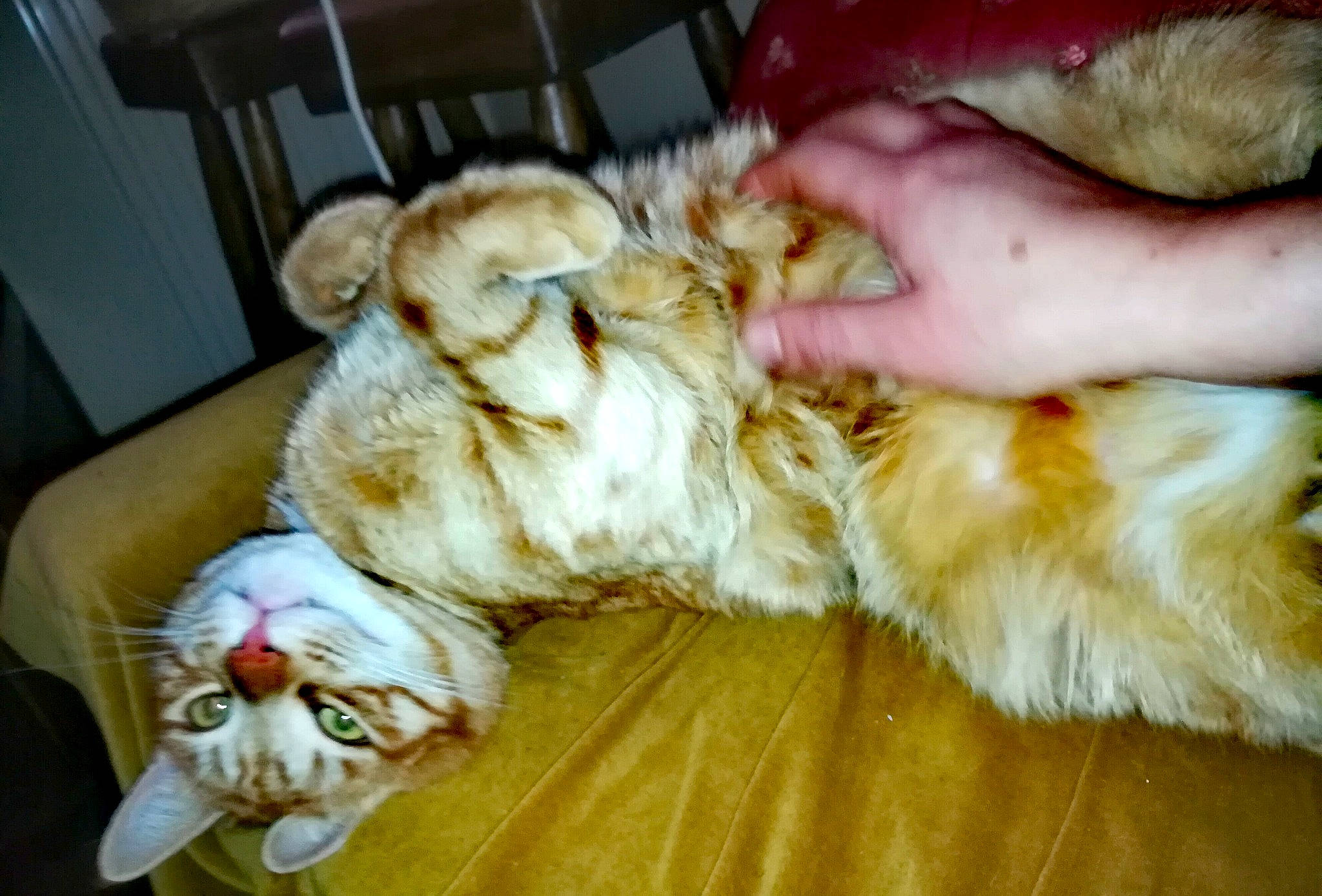 Socrates participe au concours pour gagner de l'argent avec cette photo : carnivore, cat, comfort, companion_dog, dog_breed, domestic_short_haired_cat, eye, fawn, felidae, fur, hardwood, mammal, nail, paw, small_to_medium_sized_cats, snout, sporting_group, tail, whiskers, wood