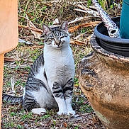 Bob is registered to the contest to win money with this photo: cat, tabby_cat, white_cat, animal, pet, sitting, outdoor, garden, grass, leaves, planter, flowerpot, rustic, portrait, front_view, striped_fur, whiskers, ears, alert, nature