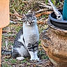 cat, tabby_cat, white_cat, animal, pet, sitting, outdoor, garden, grass, leaves, planter, flowerpot, rustic, portrait, front_view, striped_fur, whiskers, ears, alert, nature