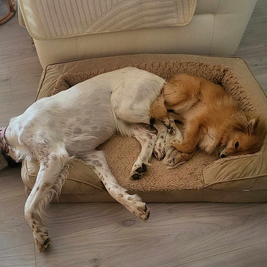 Bonnie Et Aika participe au concours pour gagner de l'argent avec cette photo : dog, pet_bed, indoor, wooden_floor, resting, white_dog, brown_dog, sleeping, canine, cozy, animal, relaxing, floor, furniture, companion, domestic, cute, mammal, two_dogs, home