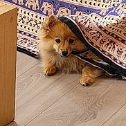Bonnie a rejoint le concours — aidez-le/la à gagner de superbes lots ! dog, puppy, blanket, floor, wooden_floor, patterned_blanket, curious, small_dog, indoor, pet, fur, cute, animal, hiding, cozy, brown_dog, home, playful, resting, canine