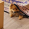 dog, puppy, blanket, floor, wooden_floor, patterned_blanket, curious, small_dog, indoor, pet, fur, cute, animal, hiding, cozy, brown_dog, home, playful, resting, canine