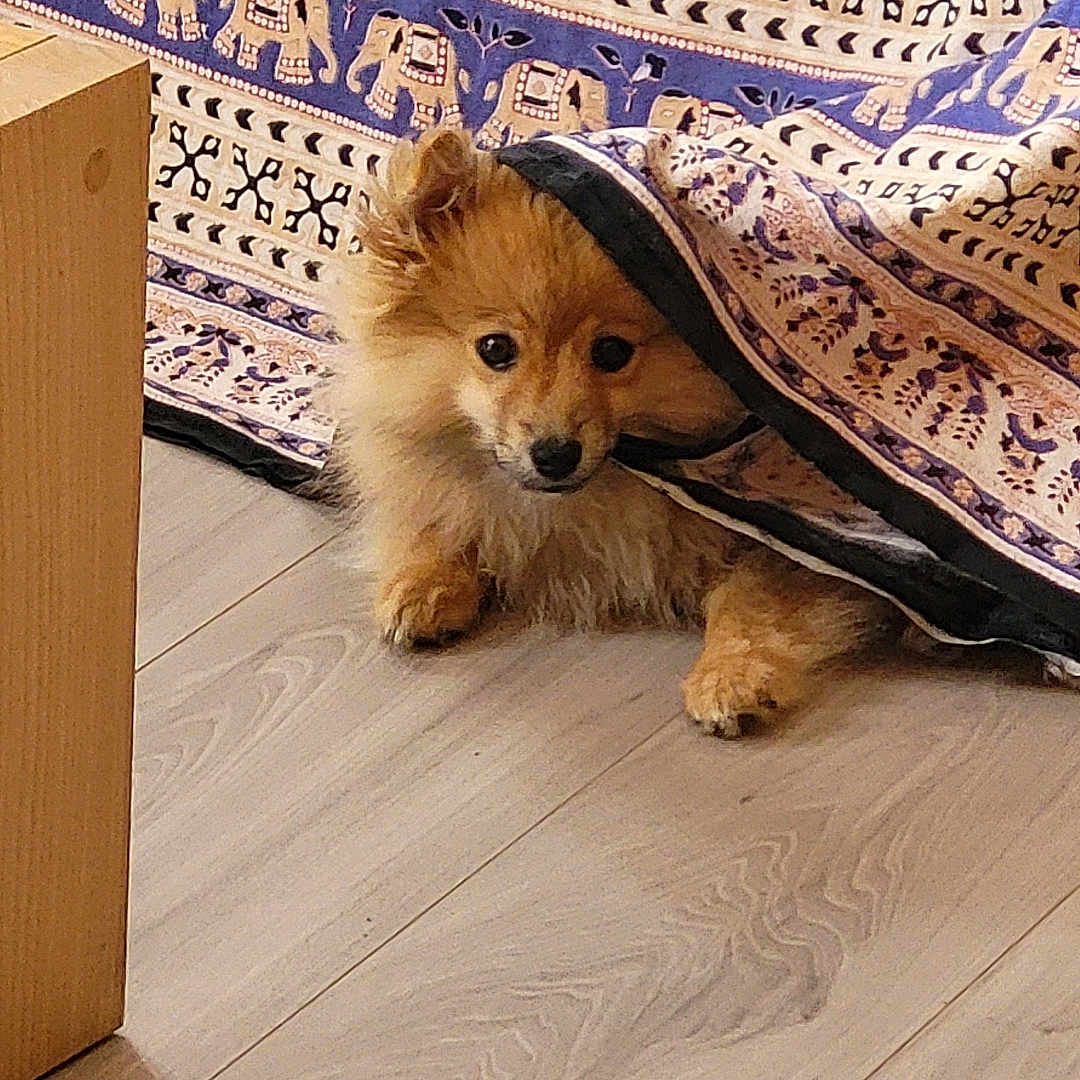 Bonnie a rejoint le concours — aidez-le/la à gagner de superbes lots ! dog, puppy, blanket, floor, wooden_floor, patterned_blanket, curious, small_dog, indoor, pet, fur, cute, animal, hiding, cozy, brown_dog, home, playful, resting, canine