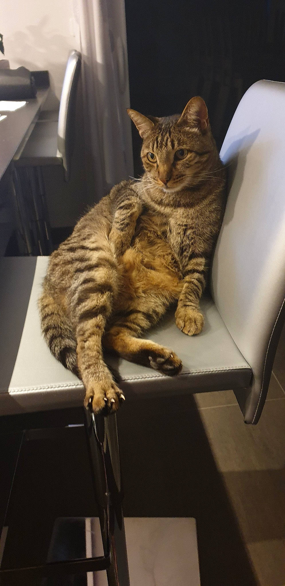 Tigrou a rejoint le concours — aidez-le/la à gagner de superbes lots ! american_shorthair, asian, bengal, california_spangled, carnivore, cat, domestic_short_haired_cat, dragon_li, egyptian_mau, european_shorthair, felidae, mammal, ocicat, pixie_bob, savannah, small_to_medium_sized_cats, tabby_cat, toyger, whiskers, wild_cat