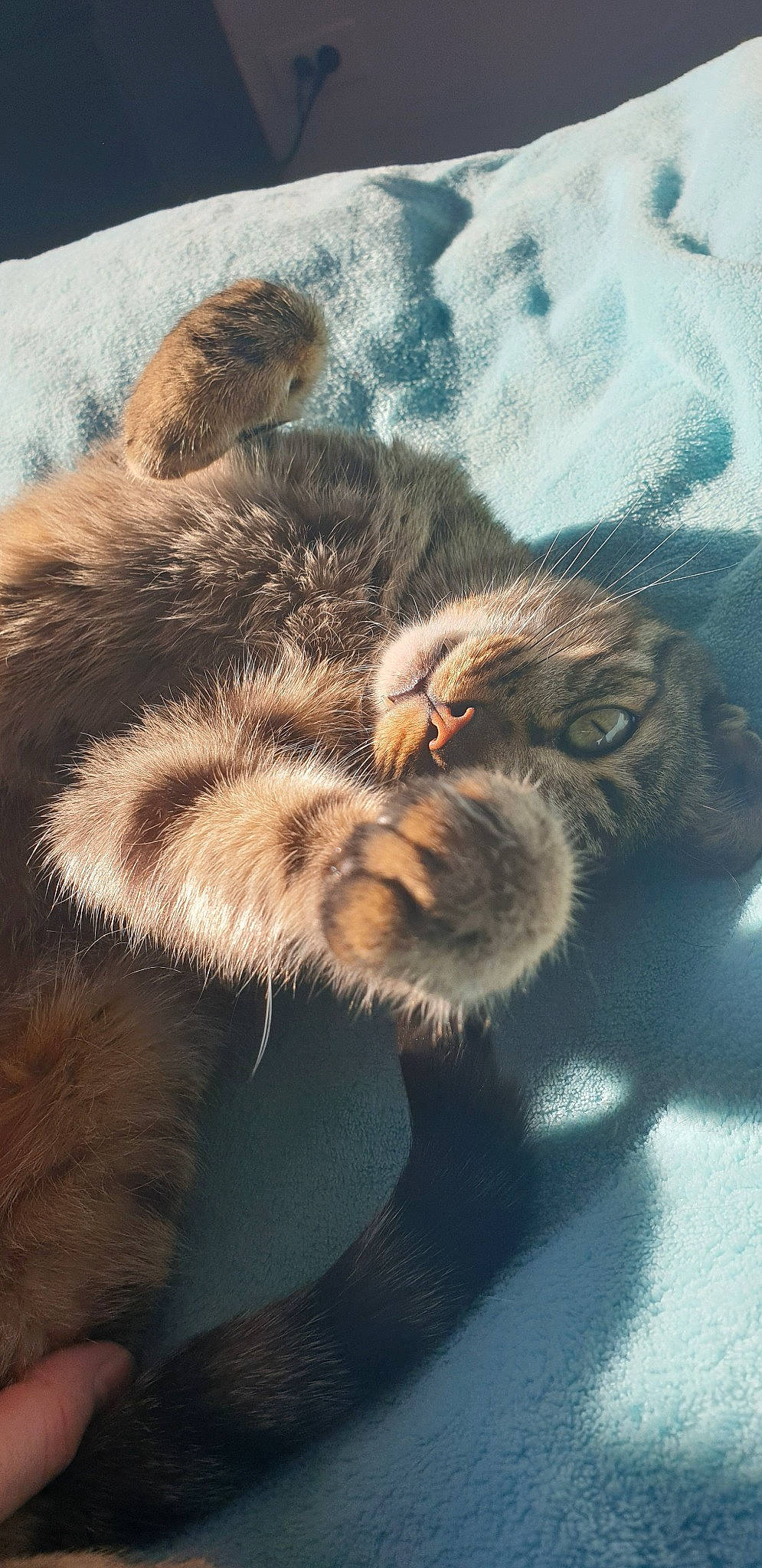 Tigrou a rejoint le concours — aidez-le/la à gagner de superbes lots ! carnivore, cat, domestic_short_haired_cat, european_shorthair, felidae, fur, kitten, paw, pixie_bob, small_to_medium_sized_cats, tabby_cat, whiskers