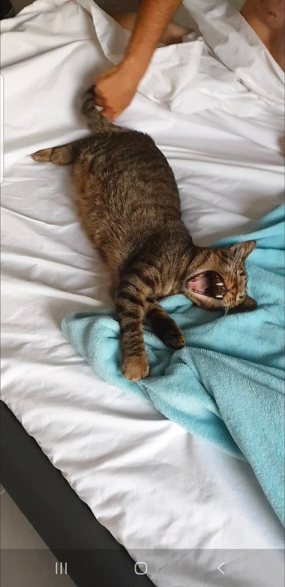 Tigrou a rejoint le concours — aidez-le/la à gagner de superbes lots ! asian, bengal, california_spangled, carnivore, cat, domestic_short_haired_cat, dragon_li, egyptian_mau, european_shorthair, felidae, fur, german_rex, kitten, nap, ocicat, pixie_bob, small_to_medium_sized_cats, tabby_cat, toyger, whiskers